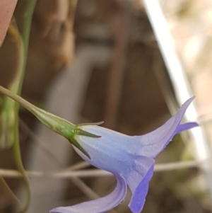 Wahlenbergia capillaris at Murrumbateman, NSW - 13 Feb 2021