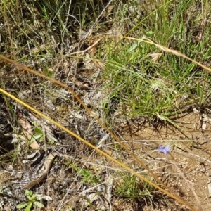 Wahlenbergia capillaris at Murrumbateman, NSW - 13 Feb 2021