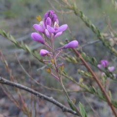 Comesperma ericinum (Heath Milkwort) at Bungendore, NSW - 5 Jan 2021 by michaelb