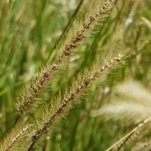 Setaria sp. at Lade Vale, NSW - 13 Feb 2021 12:14 PM