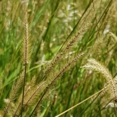 Setaria sp. at Lade Vale, NSW - 13 Feb 2021 12:14 PM