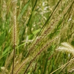 Setaria sp. at Lade Vale, NSW - 13 Feb 2021 12:14 PM