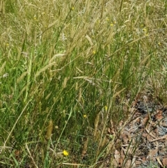 Setaria sp. at Lade Vale, NSW - 13 Feb 2021 12:14 PM