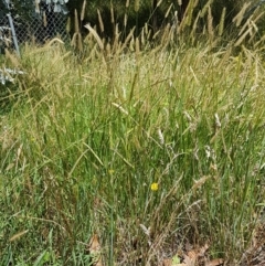 Setaria sp. at Lade Vale, NSW - 13 Feb 2021 12:14 PM