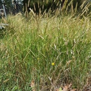 Setaria sp. at Lade Vale, NSW - 13 Feb 2021 12:14 PM