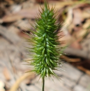 Echinopogon sp. at Lade Vale, NSW - 13 Feb 2021 12:11 PM