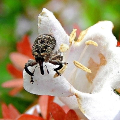 Eutyrhinus meditabundus (Weevil) at Crooked Corner, NSW - 12 Feb 2021 by Milly