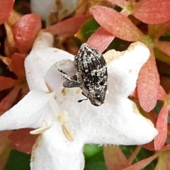 Eutyrhinus meditabundus at Crooked Corner, NSW - 12 Feb 2021