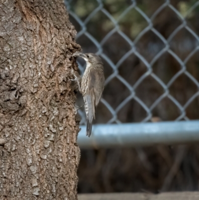 Cormobates leucophaea (White-throated Treecreeper) at Uriarra Village, ACT - 11 Feb 2021 by trevsci