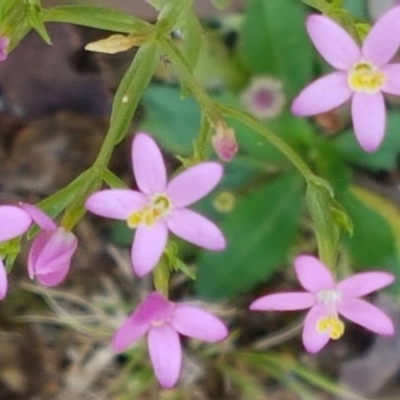 Centaurium sp. (Centaury) at Lade Vale, NSW - 13 Feb 2021 by tpreston