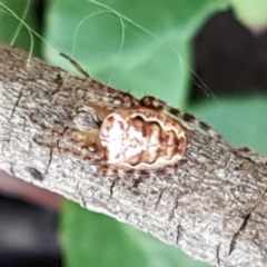 Plebs eburnus (Eastern bush orb-weaver) at Lade Vale, NSW - 13 Feb 2021 by tpreston