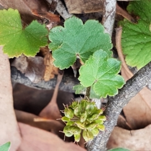 Hydrocotyle laxiflora at Lade Vale, NSW - 13 Feb 2021 12:02 PM