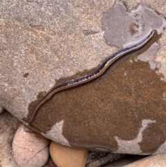 Caenoplana bicolor at Murrumbateman, NSW - 13 Feb 2021