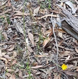 Hypochaeris radicata at Lade Vale, NSW - 13 Feb 2021 11:53 AM