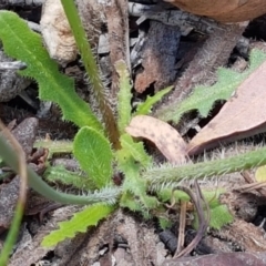 Hypochaeris radicata at Lade Vale, NSW - 13 Feb 2021 11:53 AM