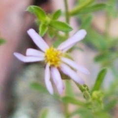 Vittadinia muelleri (Narrow-leafed New Holland Daisy) at Mundoonen Nature Reserve - 13 Feb 2021 by tpreston