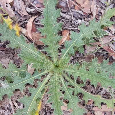 Cirsium vulgare (Spear Thistle) at Lade Vale, NSW - 13 Feb 2021 by tpreston