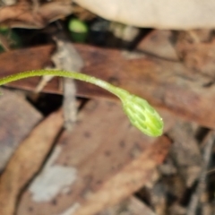 Vittadinia muelleri at Lade Vale, NSW - 13 Feb 2021 11:55 AM