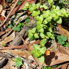 Lysimachia arvensis at Lade Vale, NSW - 13 Feb 2021 11:52 AM