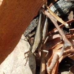 Macrotona australis (Common Macrotona Grasshopper) at Lade Vale, NSW - 13 Feb 2021 by trevorpreston
