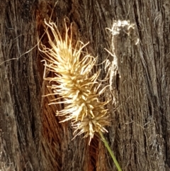 Echinopogon sp. (Hedgehog Grass) at Lade Vale, NSW - 13 Feb 2021 by tpreston