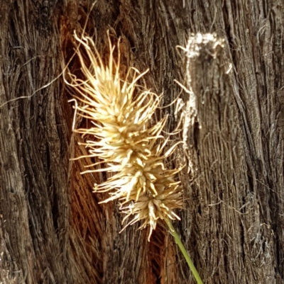 Echinopogon (genus) (Hedgehog Grass) at Lade Vale, NSW - 13 Feb 2021 by trevorpreston