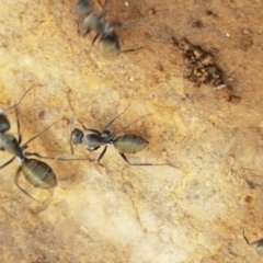 Camponotus aeneopilosus (A Golden-tailed sugar ant) at Lade Vale, NSW - 13 Feb 2021 by tpreston