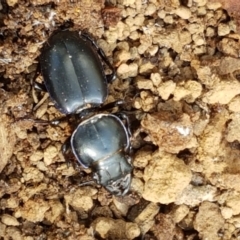 Carenum sp. (genus) (Predatory ground beetle) at Lade Vale, NSW - 13 Feb 2021 by trevorpreston