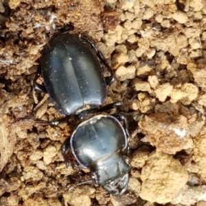 Carenum sp. (genus) at Lade Vale, NSW - 13 Feb 2021