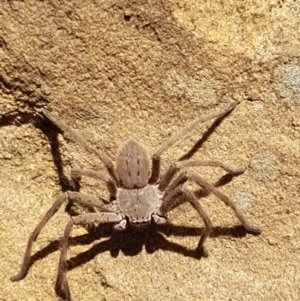 Isopeda sp. (genus) at Lade Vale, NSW - 13 Feb 2021 11:41 AM