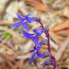 Lobelia gibbosa (Tall Lobelia) at Lade Vale, NSW - 13 Feb 2021 by tpreston