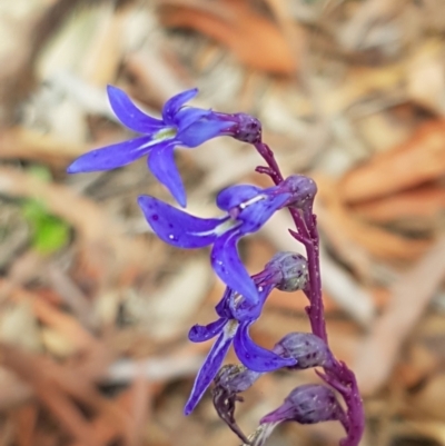 Lobelia gibbosa (Tall Lobelia) at Lade Vale, NSW - 13 Feb 2021 by tpreston