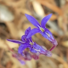 Lobelia gibbosa at Lade Vale, NSW - 13 Feb 2021