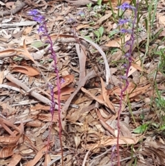 Lobelia gibbosa at Lade Vale, NSW - 13 Feb 2021