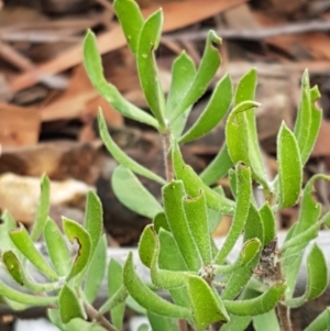 Persoonia rigida at Lade Vale, NSW - 13 Feb 2021