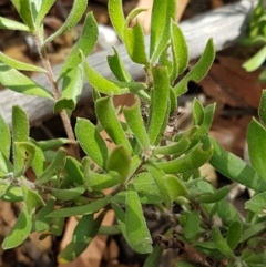 Persoonia rigida at Lade Vale, NSW - 13 Feb 2021