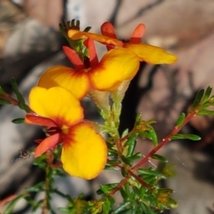 Dillwynia phylicoides at Lade Vale, NSW - 13 Feb 2021 11:28 AM