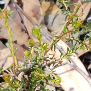 Dillwynia phylicoides at Lade Vale, NSW - 13 Feb 2021 11:28 AM