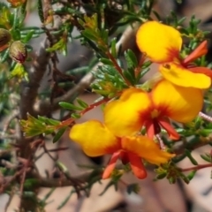 Dillwynia phylicoides at Lade Vale, NSW - 13 Feb 2021 11:28 AM