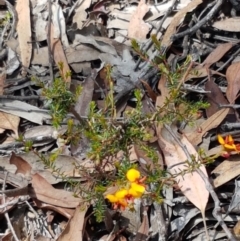 Dillwynia phylicoides at Lade Vale, NSW - 13 Feb 2021 11:28 AM