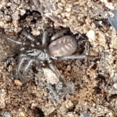 Paraembolides sp. (genus) (A funnel-web spider) at Mundoonen Nature Reserve - 13 Feb 2021 by trevorpreston