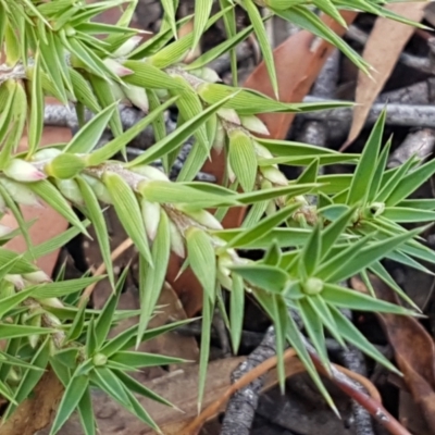 Melichrus urceolatus (Urn Heath) at Mundoonen Nature Reserve - 13 Feb 2021 by tpreston