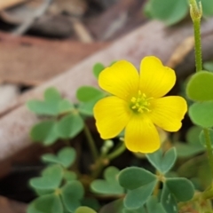 Oxalis sp. (Wood Sorrel) at Lade Vale, NSW - 13 Feb 2021 by tpreston