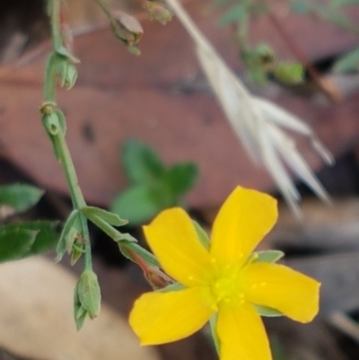 Hypericum gramineum (Small St Johns Wort) at Mundoonen Nature Reserve - 13 Feb 2021 by tpreston