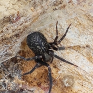 Badumna sp. (genus) at Lade Vale, NSW - 13 Feb 2021 11:23 AM