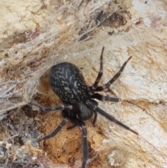 Badumna (genus) at Lade Vale, NSW - 13 Feb 2021 11:23 AM