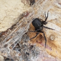 Badumna (genus) at Lade Vale, NSW - 13 Feb 2021 11:23 AM