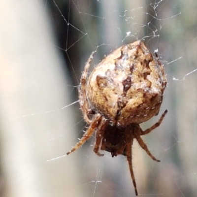 Araneinae (subfamily) (Orb weaver) at Lade Vale, NSW - 13 Feb 2021 by trevorpreston