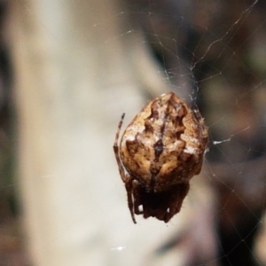 Araneinae (subfamily) at Lade Vale, NSW - 13 Feb 2021