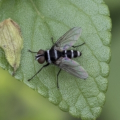 Trigonospila sp. (genus) (A Bristle Fly) at Higgins, ACT - 9 Feb 2021 by AlisonMilton